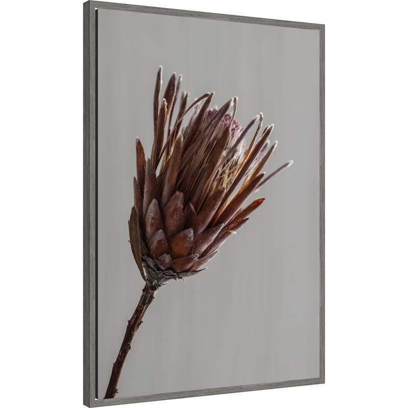 Momo by Shot by Clint Framed Canvas Wall Art Print