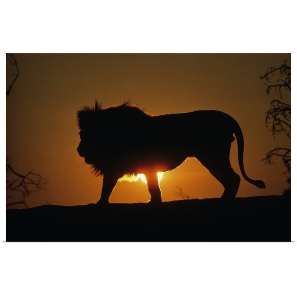 "African lion (Panthera leo) against sunset, Africa" Poster Print - Multi