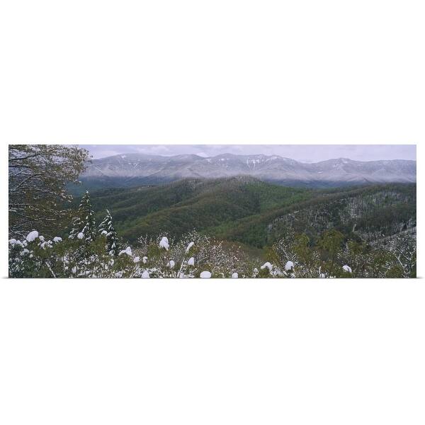 "Plants on a mountain, Blue Ridge Mountains, Mount Mitchell, North Carolina" Poster Print