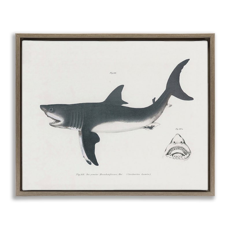 Stupell Detailed Shark Diagram Framed Floater Canvas Wall Art Design By Phillipa Katz - 31 x 25 - Brown