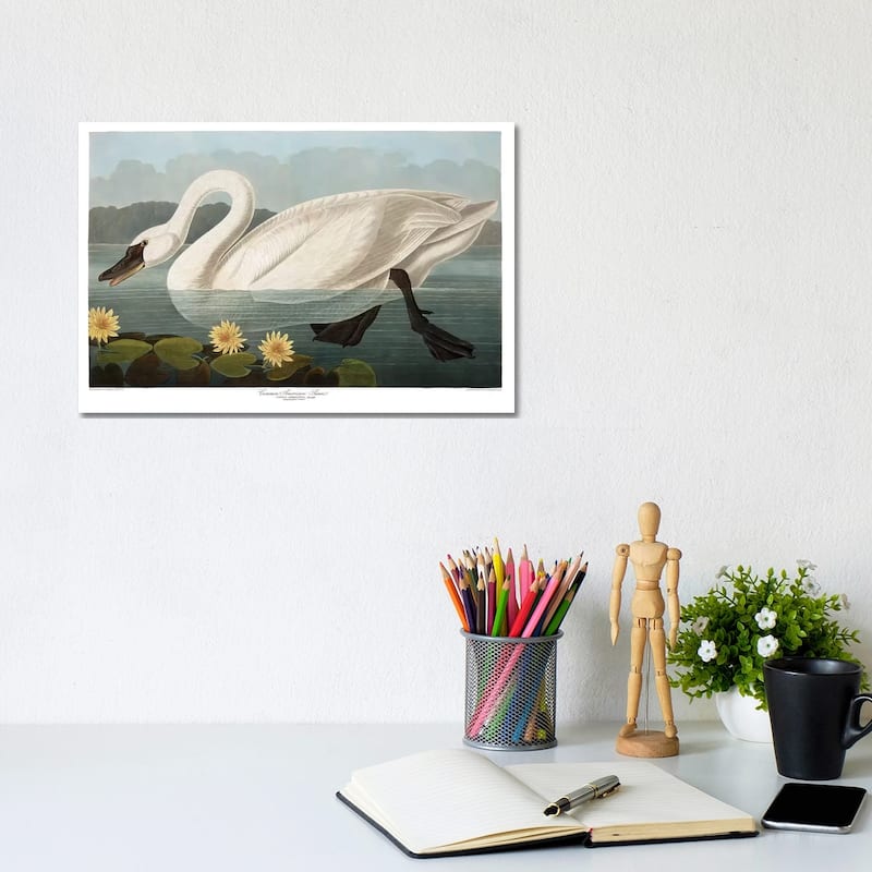 iCanvas "Common American Swan" by John James Audubon Canvas Print - 8x12x0.75