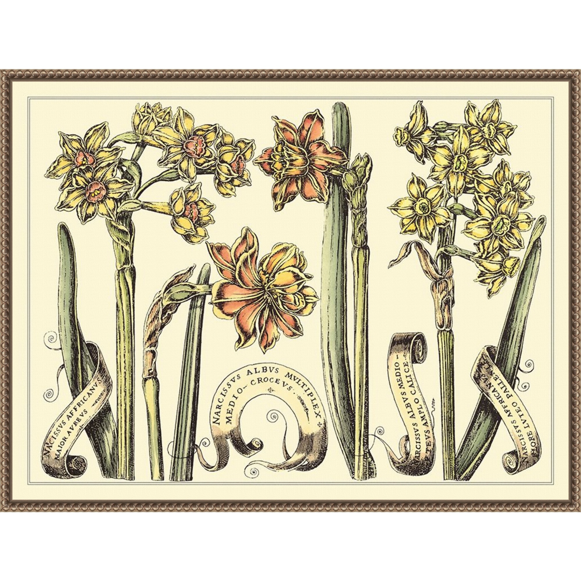 Narcissus in Bloom II by Mark W. Langlois Framed Canvas Wall Art Print - Sylvie Beaded Bronze