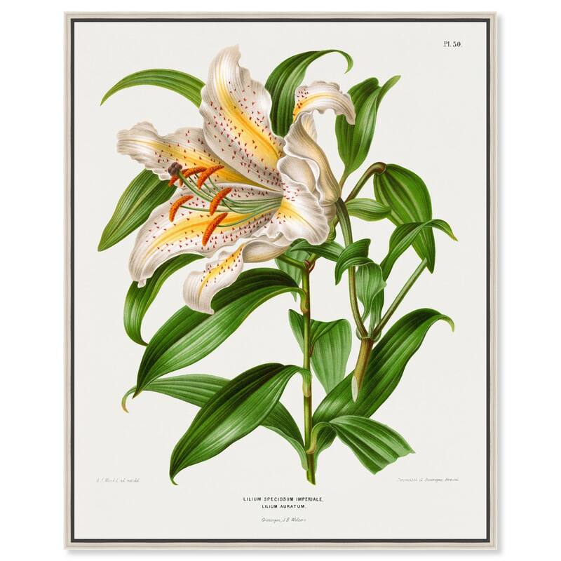 Lilium Speciosum Imperiale Canvas by Art Remedy - 24" x 30" - Silver