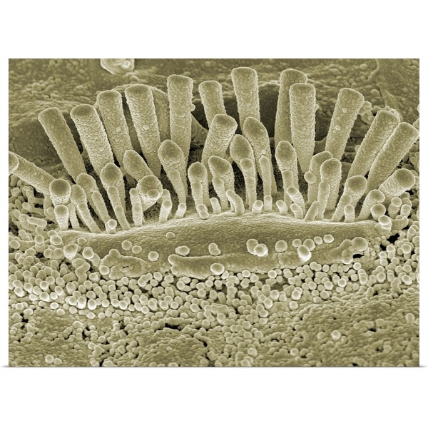 "SEM Micrograph of stereocilia on inner ear" Poster Print