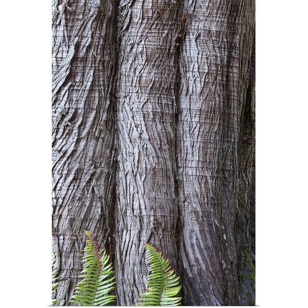 "Western red cedar Thuja plicata bark with Sword ferns Polystichum Munitum at base" Poster Print