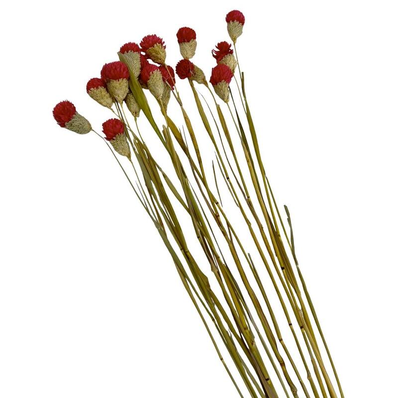 Bundle of 4 Dried Gomphrena Globosa, 22-24" long ,16 pcs/bunch - 22-24 inch