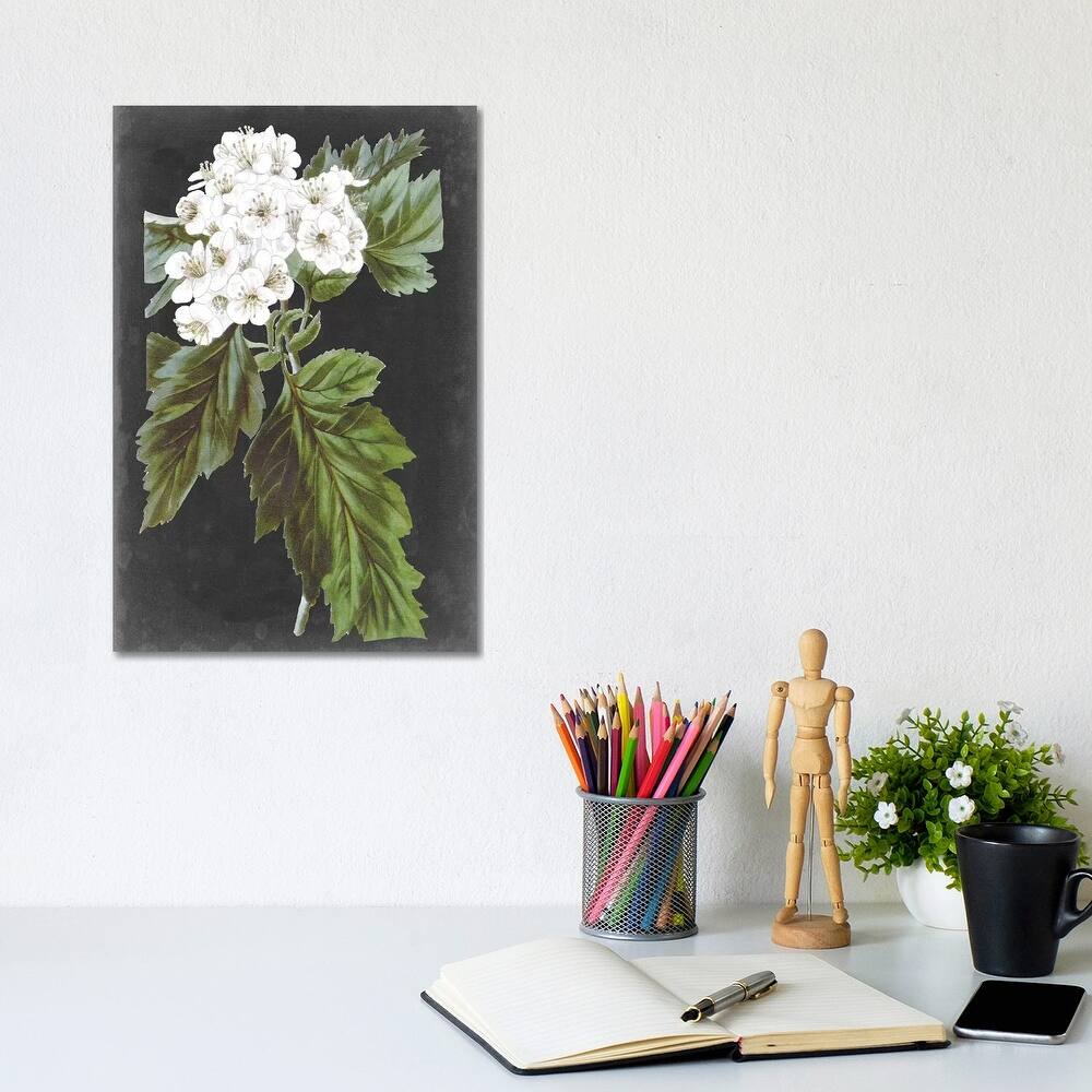 iCanvas "Dramatic White Flowers IV" by Vision Studio Canvas Print