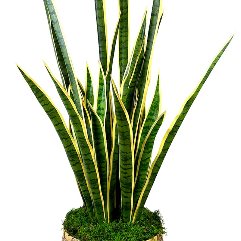 4.5 ft Mother in Law's Tongue with Moss in Planter - Green
