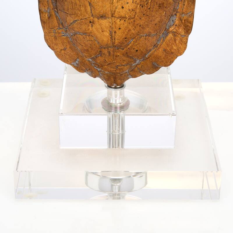 1-Light Tortoise Accent Lamp