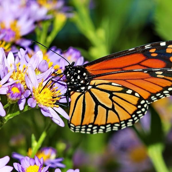 Shop Bees Butterflies Flower Seed Mat With Soil Plant Food Overstock 30612229 Butterfly Mat