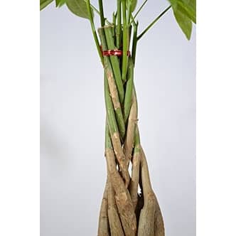 9greenbox 5 Money Tree Plants Braided Into 1 Pachira Money Tree Plants Braided Into