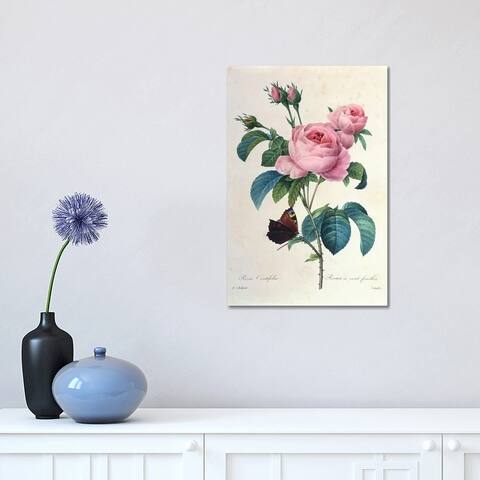 iCanvas "Rosa Centifolia" by New York Botanical Garden Portfolio Canvas Print