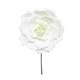 Option Cream White