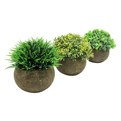 Set of 3 Frosted Green Artificial Boxwood Grass Leaf Succulent Mix Small Plant in Pot 4.5in - 4.5" H x 4.5" W x 4.5" DP