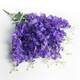 Option Purple