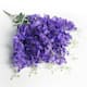 Option Purple
