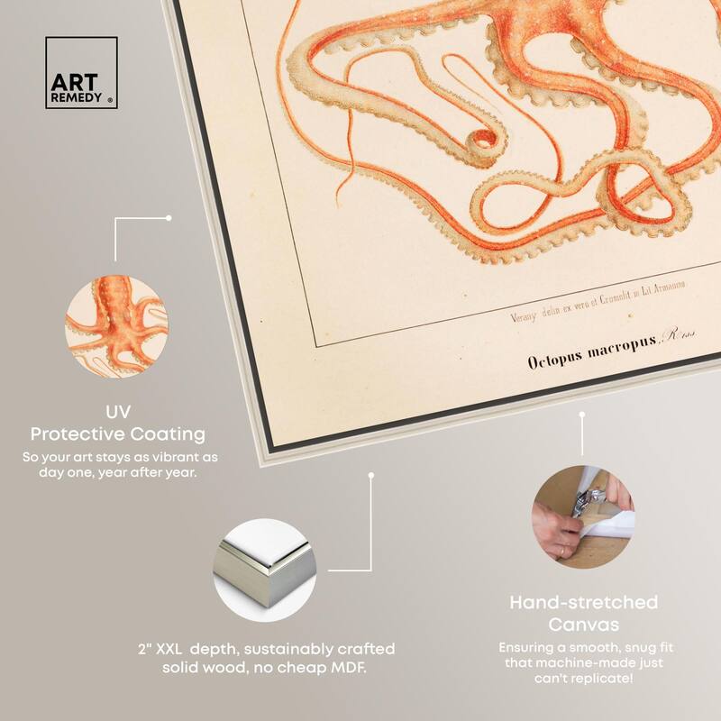 Verany The Octopus 1815 I Canvas by Art Remedy