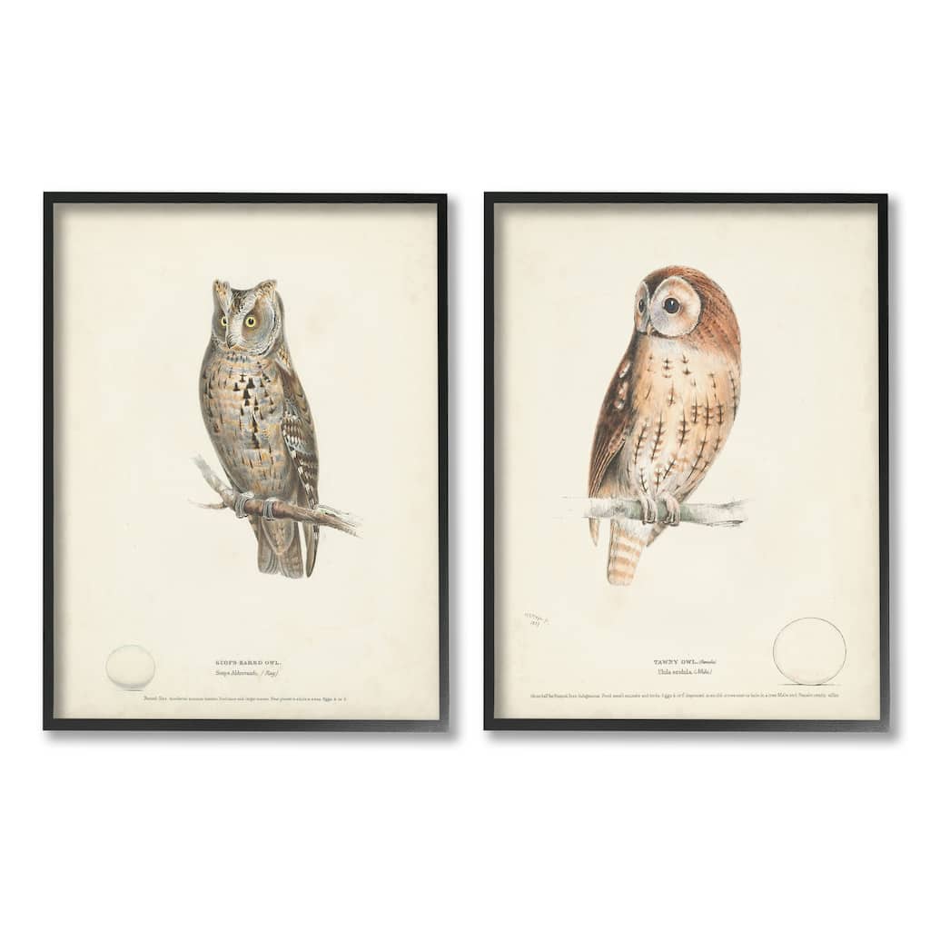 Stupell Owl Breeds Latin Study Page Detailed Bird Animal 2 Piece Framed Wall Art, Design by H. L. Meyer