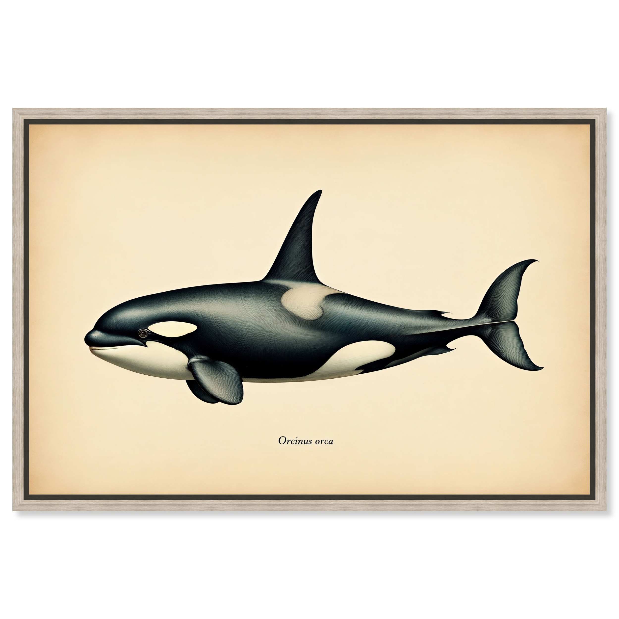 Orcinus Orca Vintage Animal Art Framed Canvas Print by Art Remedy