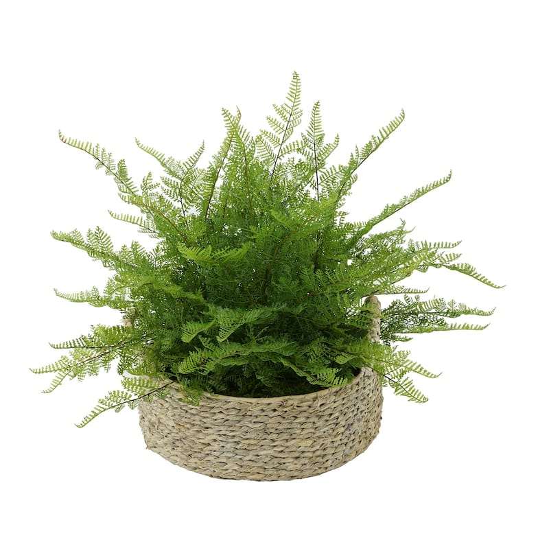 Faux Lace Fern in Seagrass Tray Basket - White-Washed