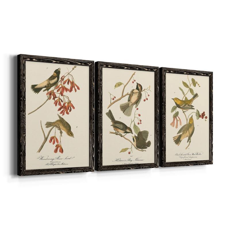 Wandering Rice Bird-Premium Framed Canvas - Ready to Hang - Multi-Color