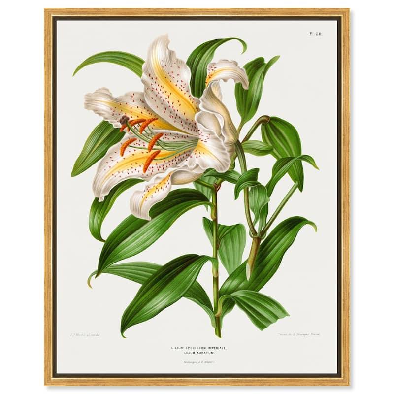 Lilium Speciosum Imperiale Canvas by Art Remedy - 20" x 24" - Gold
