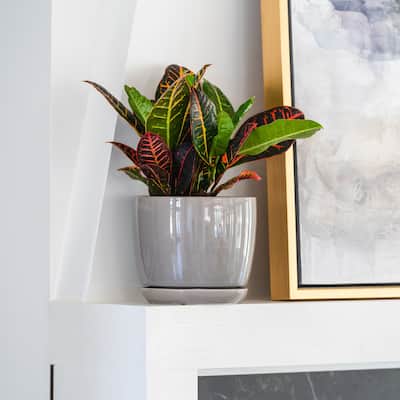 Southern Patio Ana Solid Gray Ceramic Planter