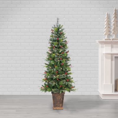 6ft Pre Lit Warm White LED Potted Hard Needle Douglas Pine