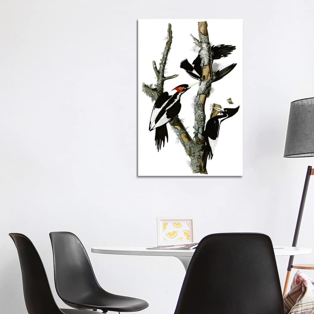 iCanvas "Ivory-billed Woodpecker, 1829" by John James Audubon Canvas Print