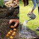 preview thumbnail 4 of 2, Van Zyverden Wind Flowers Anemone Blanda Mixed Set of 100 Bulbs