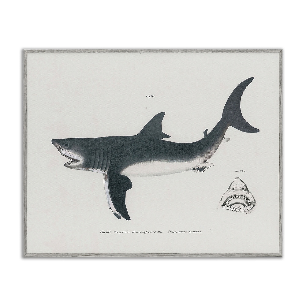 Stupell Detailed Shark Diagram Framed Giclee Art Design By Phillipa Katz