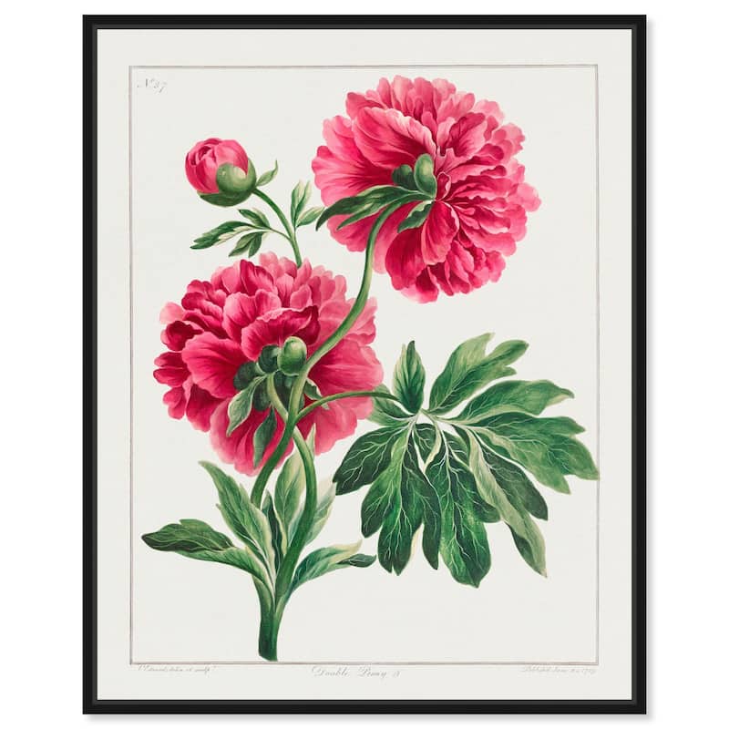 Double Peony (1789) Canvas by Art Remedy - Black - 24" x 30"