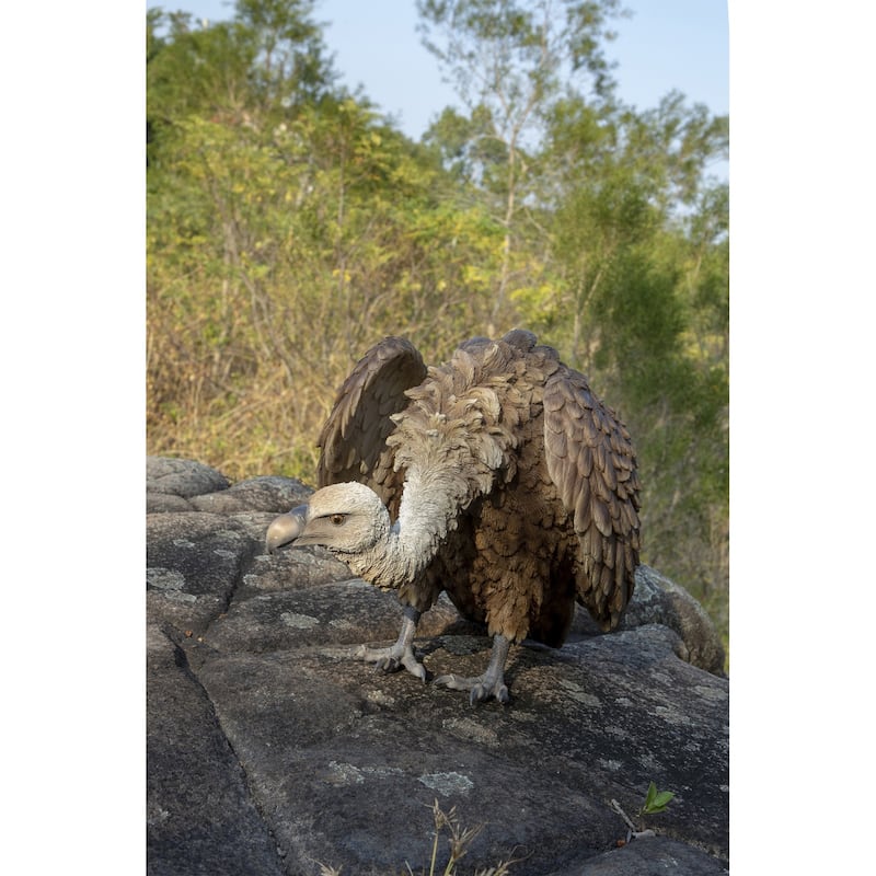 Bald Eagle Outdoor Garden Statue - 23.75"