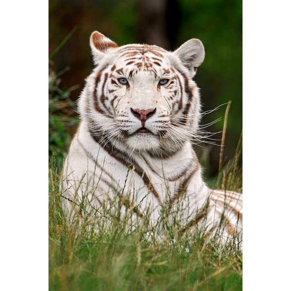 White Tiger In Grass Lantern Press Photography Art Print Multiple Sizes Available 9 X 12 Art Print