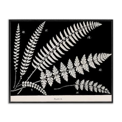 Stupell Fern Studies on Black Framed Giclee Art Design By Phillipa Katz