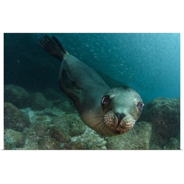 "California sea lion swimming in the ocean, Mexico" Poster Print