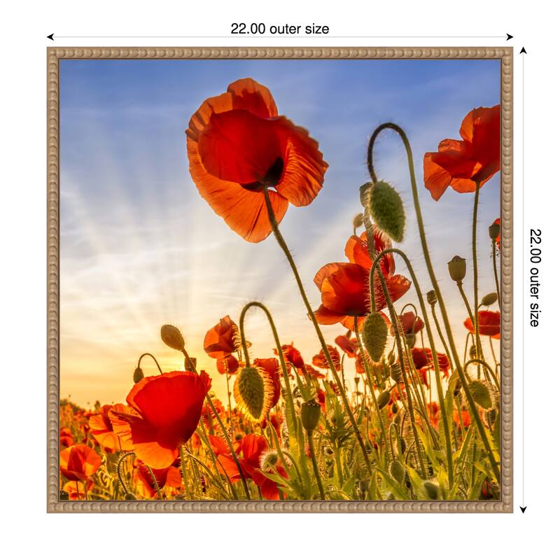 Fascinating Poppies by Melanie Viola Framed Canvas Wall Art Print - 22 x 22 in