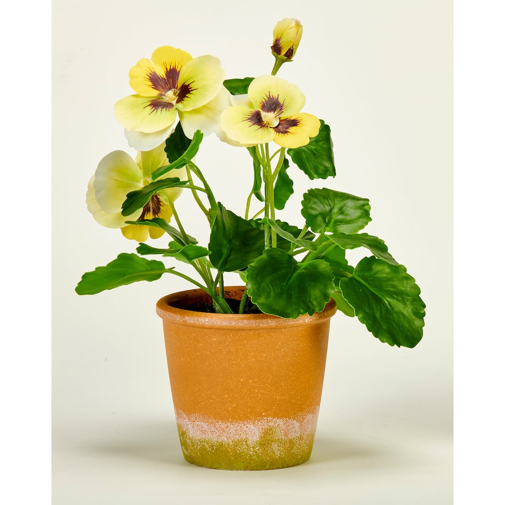 10" Pansy in 4" Clay Look Pot, Yellow - 10