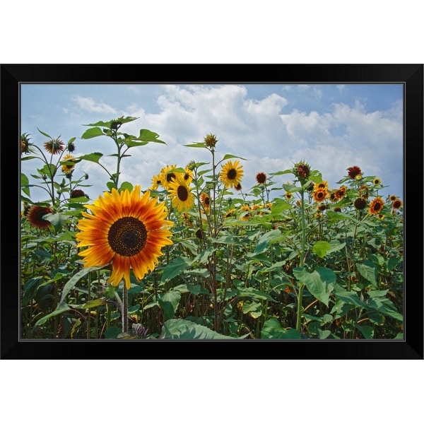 "Sunflowers (Helianthus annuus) blooming in field, New York" Black Framed Print