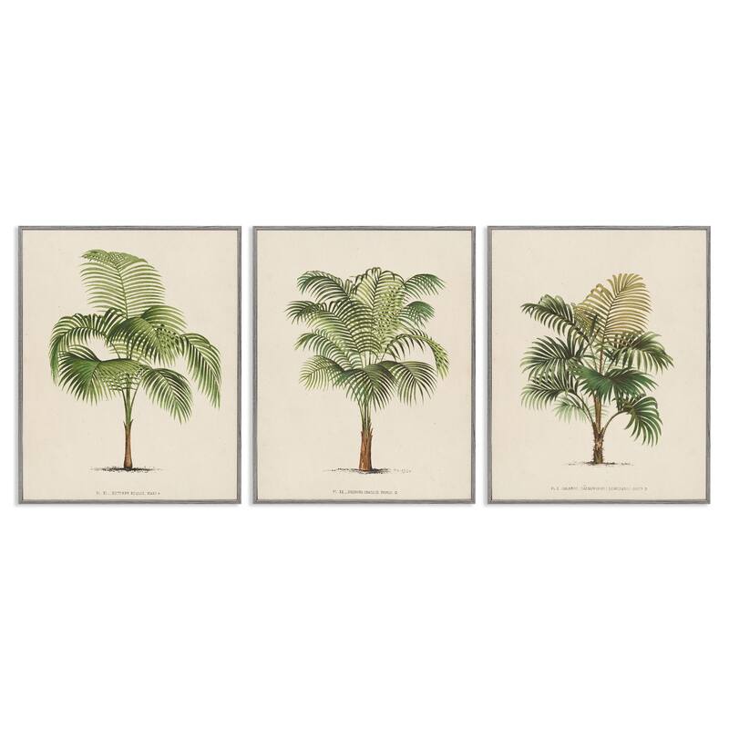 Stupell Les Palmiers Botanical Trio Framed Giclee Art Design by World Art Group (Set of 3)