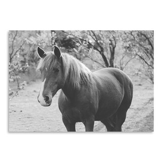 Americanflat - Brown Horse by Florent Bodart - 16"x20" Poster Art Print