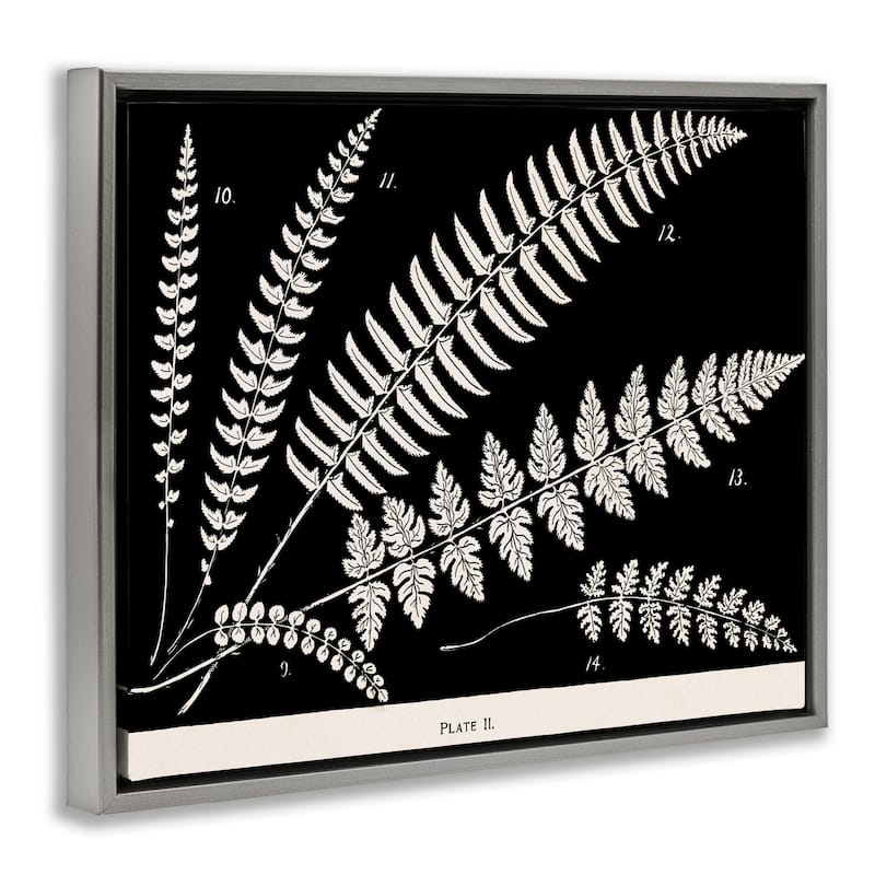 Stupell Fern Studies on Black Framed Floater Canvas Wall Art Design By Phillipa Katz