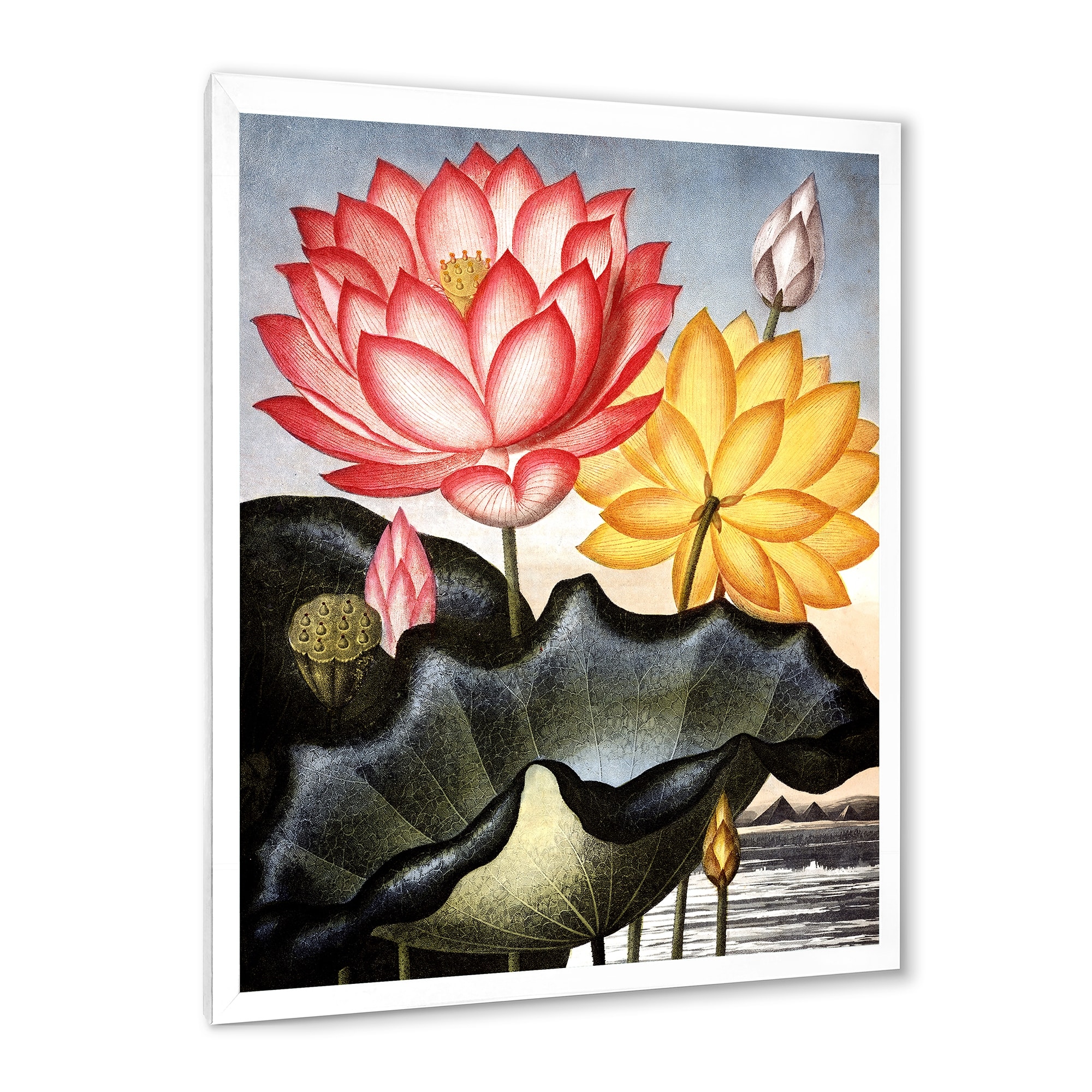 Flower Print Red Water Lily Flower Art Print Lily Botanical Art Print Floral Print Flower Wall Art