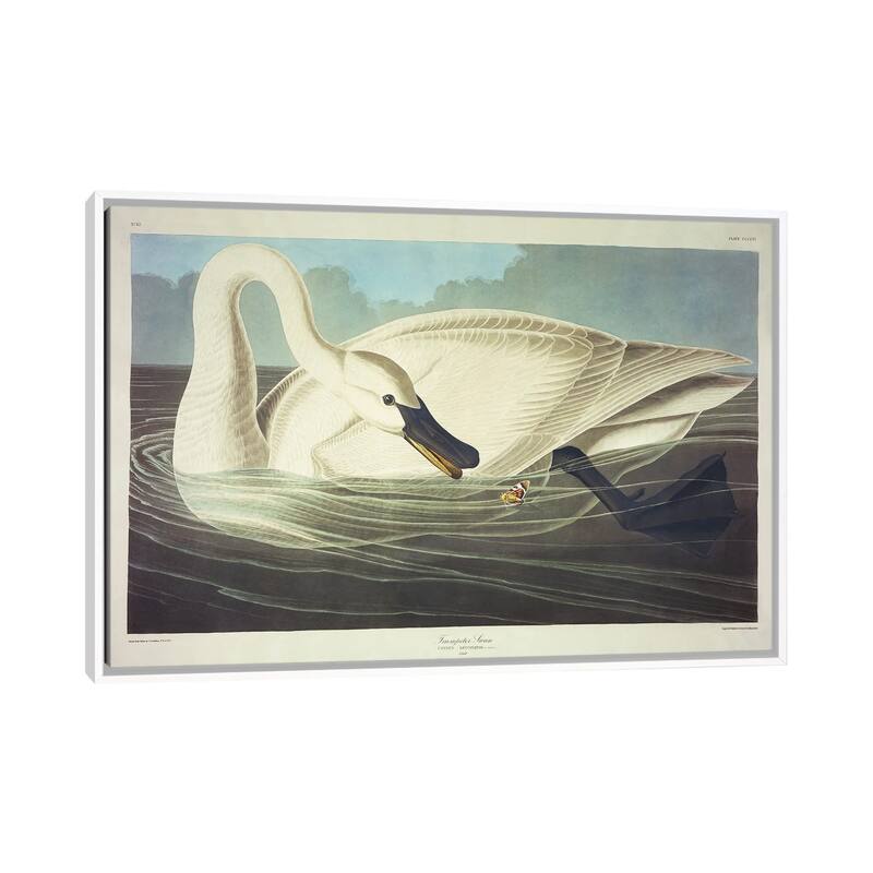 iCanvas "Trumpeter Swan " by John James Audubon Framed Canvas Print