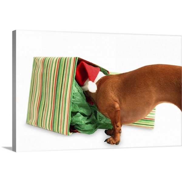 "Dashshund wearing a Santa hat sniffing inside a present" Canvas Wall Art