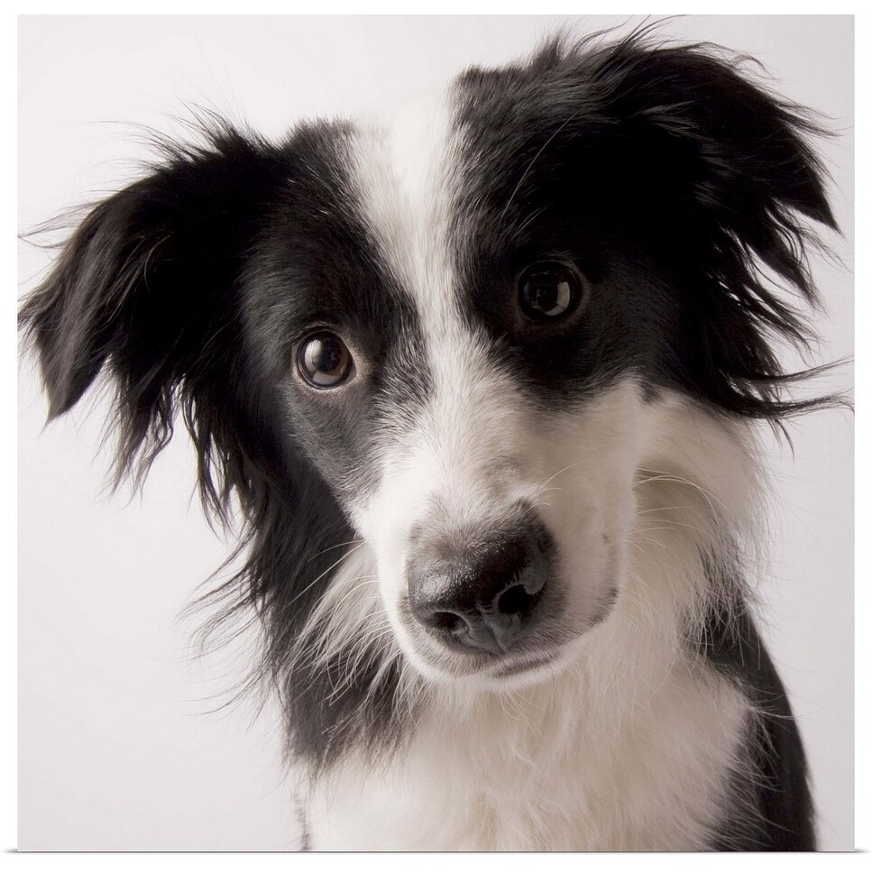 Shop A Border Collie Australian Shepherd Mix Poster Print