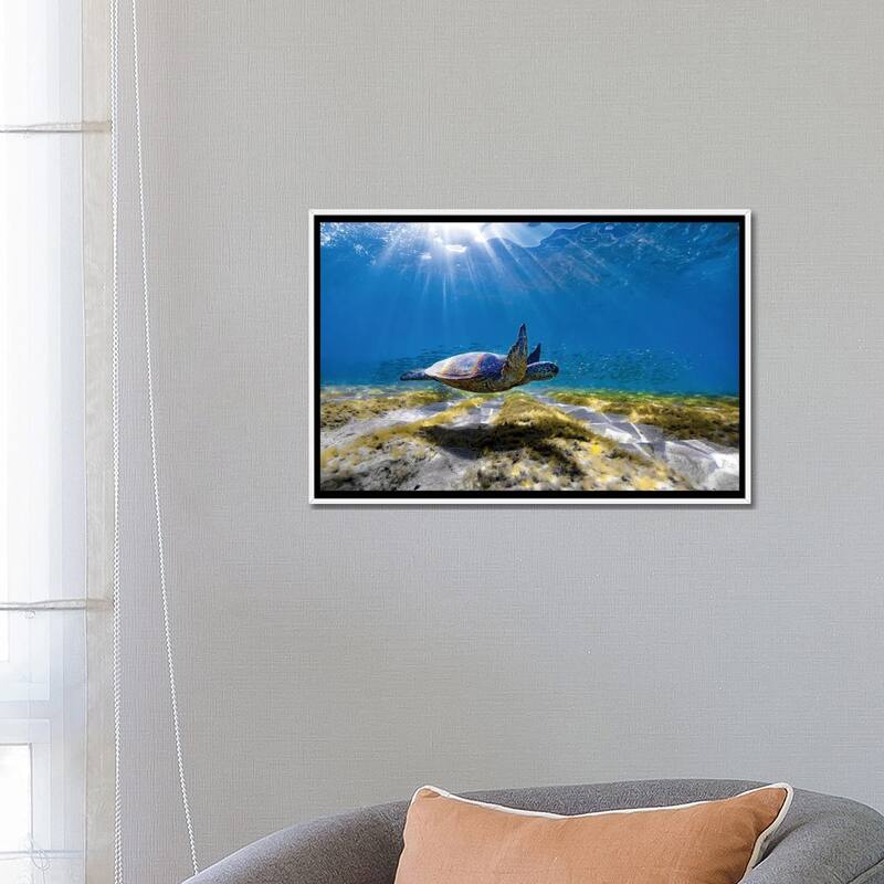 iCanvas "Waimea Turtle Glide" by Sean Davey Framed