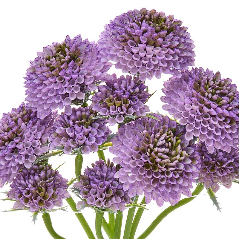 14" Scabiosa Bundle