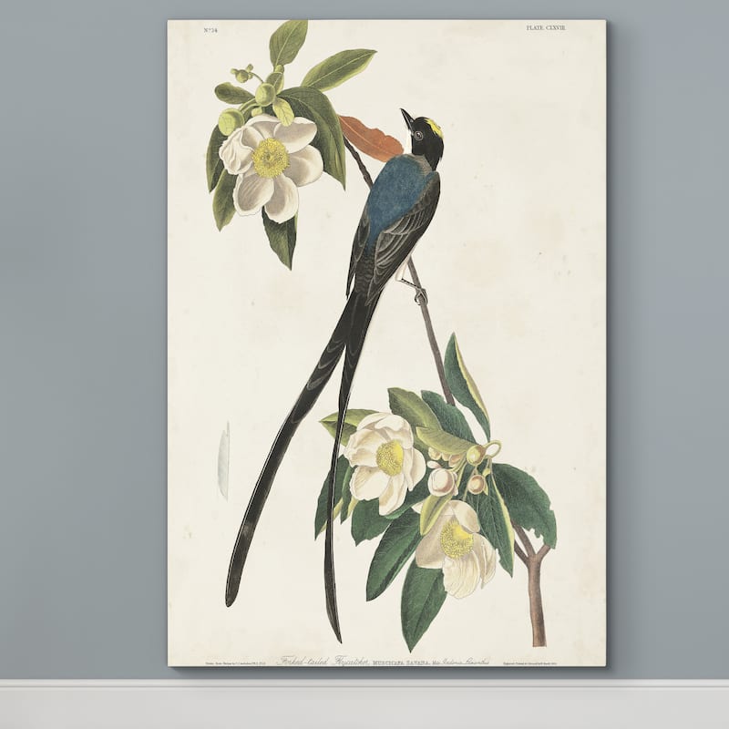 Pl 168 Fork-tailed Flycatcher -Premium Gallery Wrapped Canvas