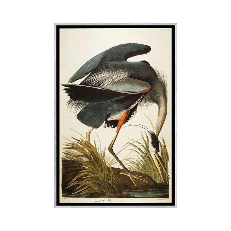 iCanvas "Great Blue Heron " by John James Audubon Framed
